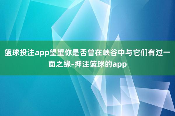 篮球投注app望望你是否曾在峡谷中与它们有过一面之缘-押注篮球的app